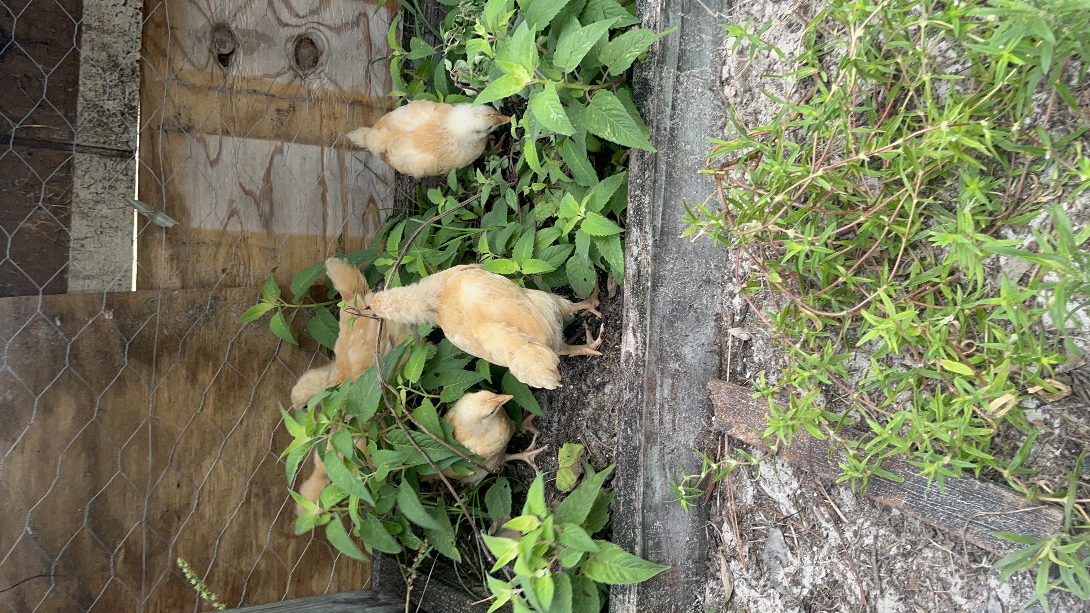 Baby chicks tucked into the bee balm