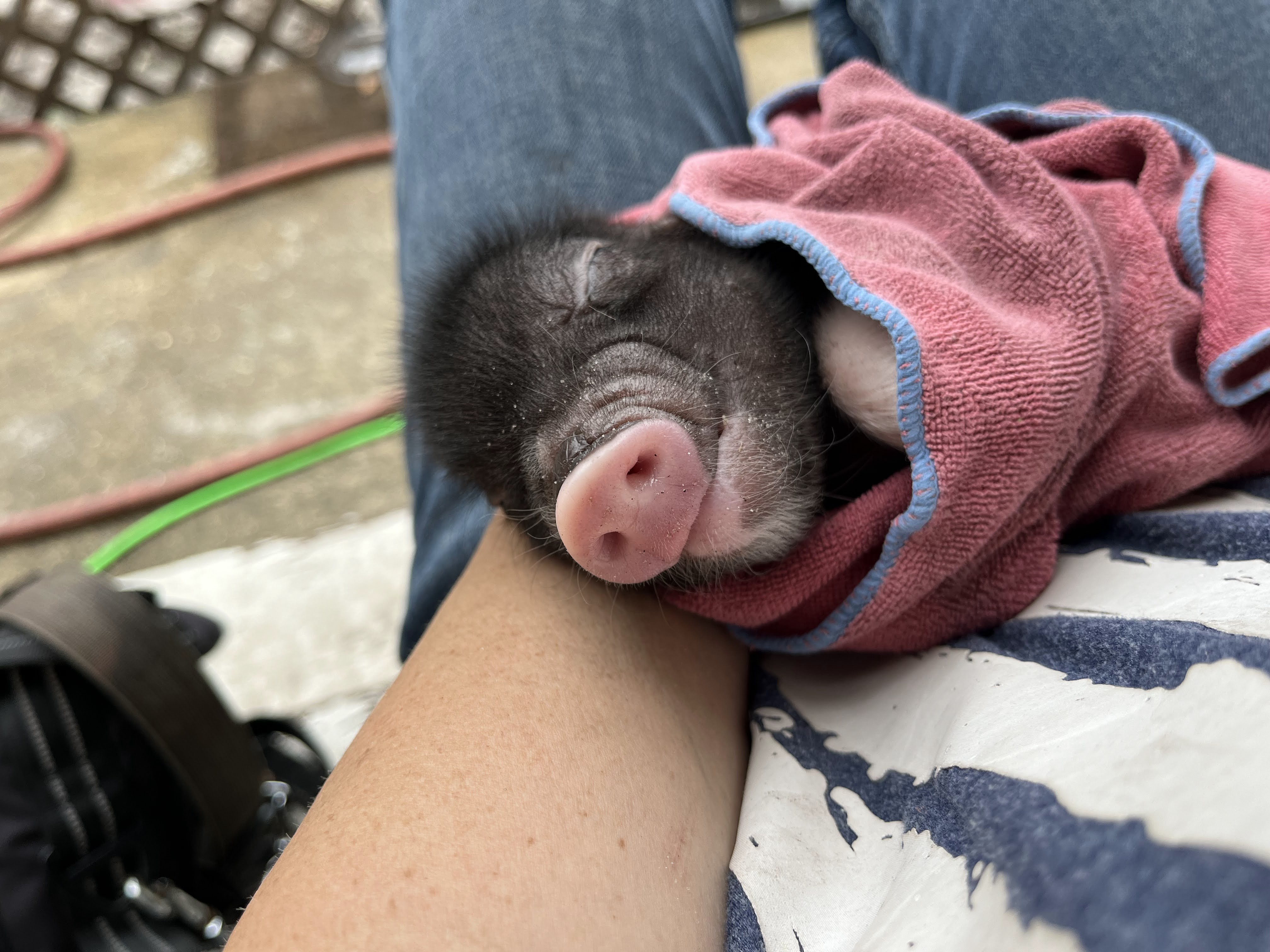 Rebel Loves Cuddles